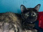 Enlarge Atia, a Adoptable Domestic Short Hair in Powell, OH image 2/2