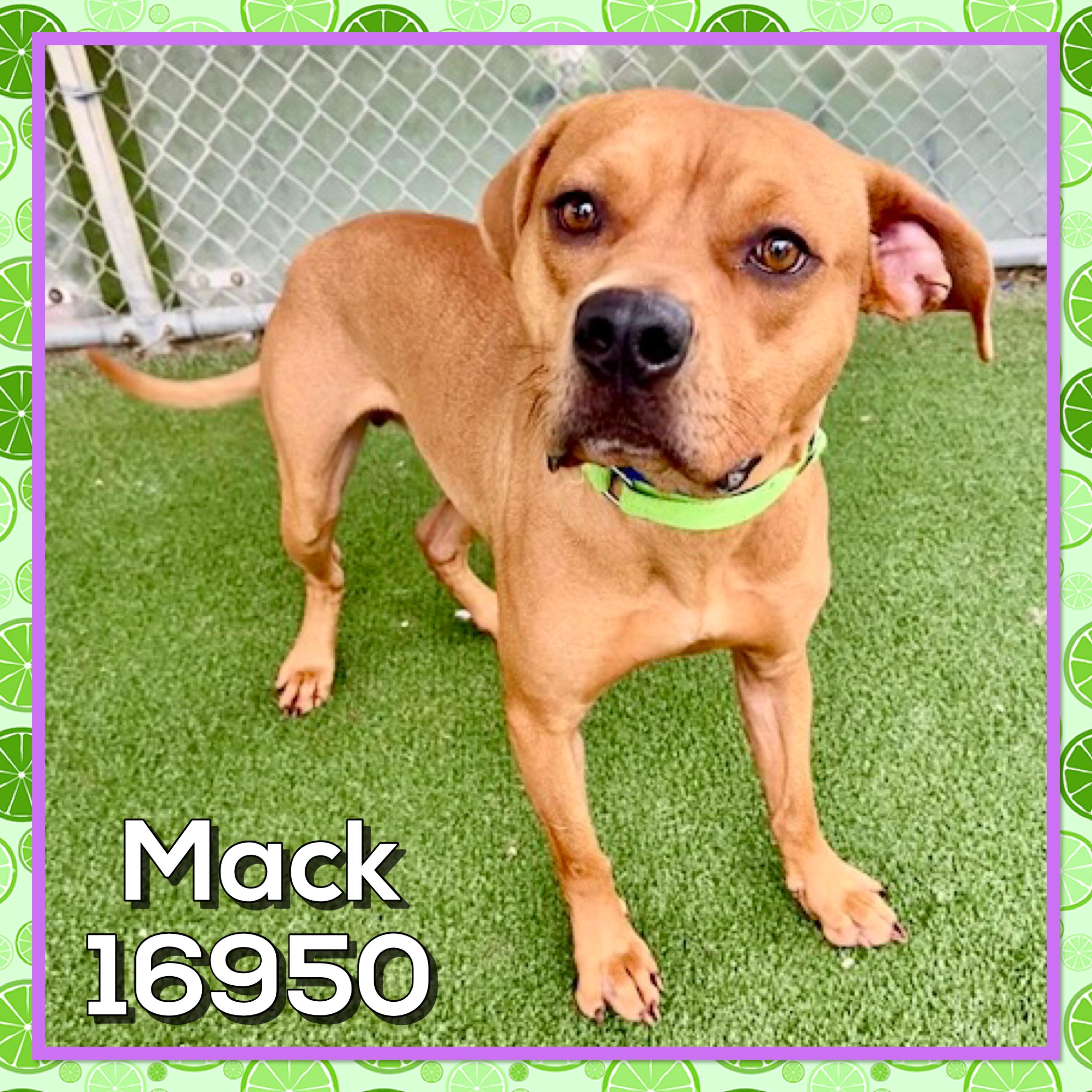 Enlarge MACK, a ADOPTABLE mixed breed in Marietta, GA image 3/5