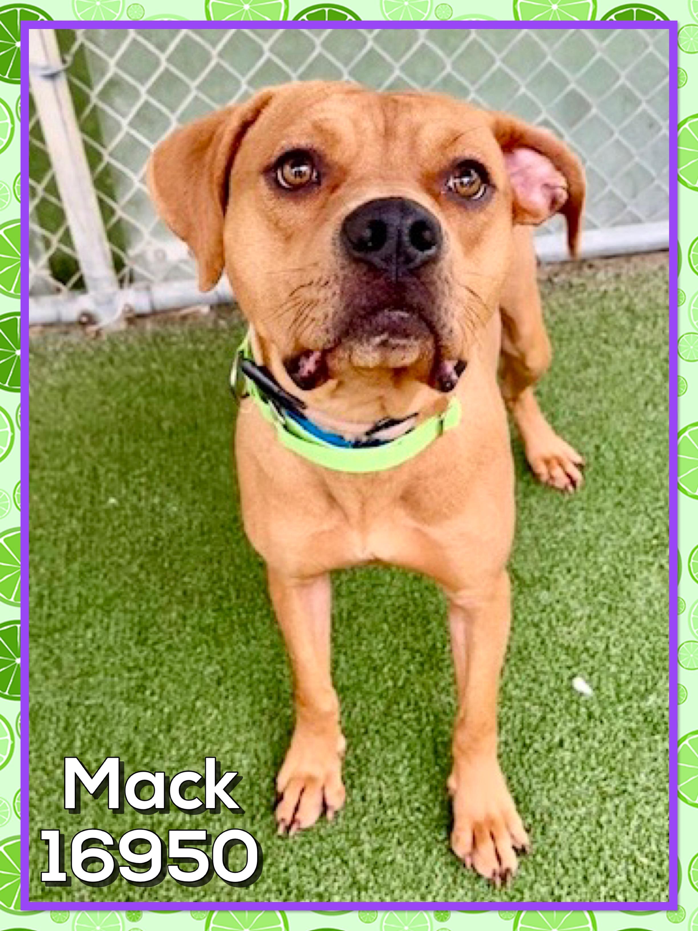 Enlarge MACK, a ADOPTABLE mixed breed in Marietta, GA image 5/5