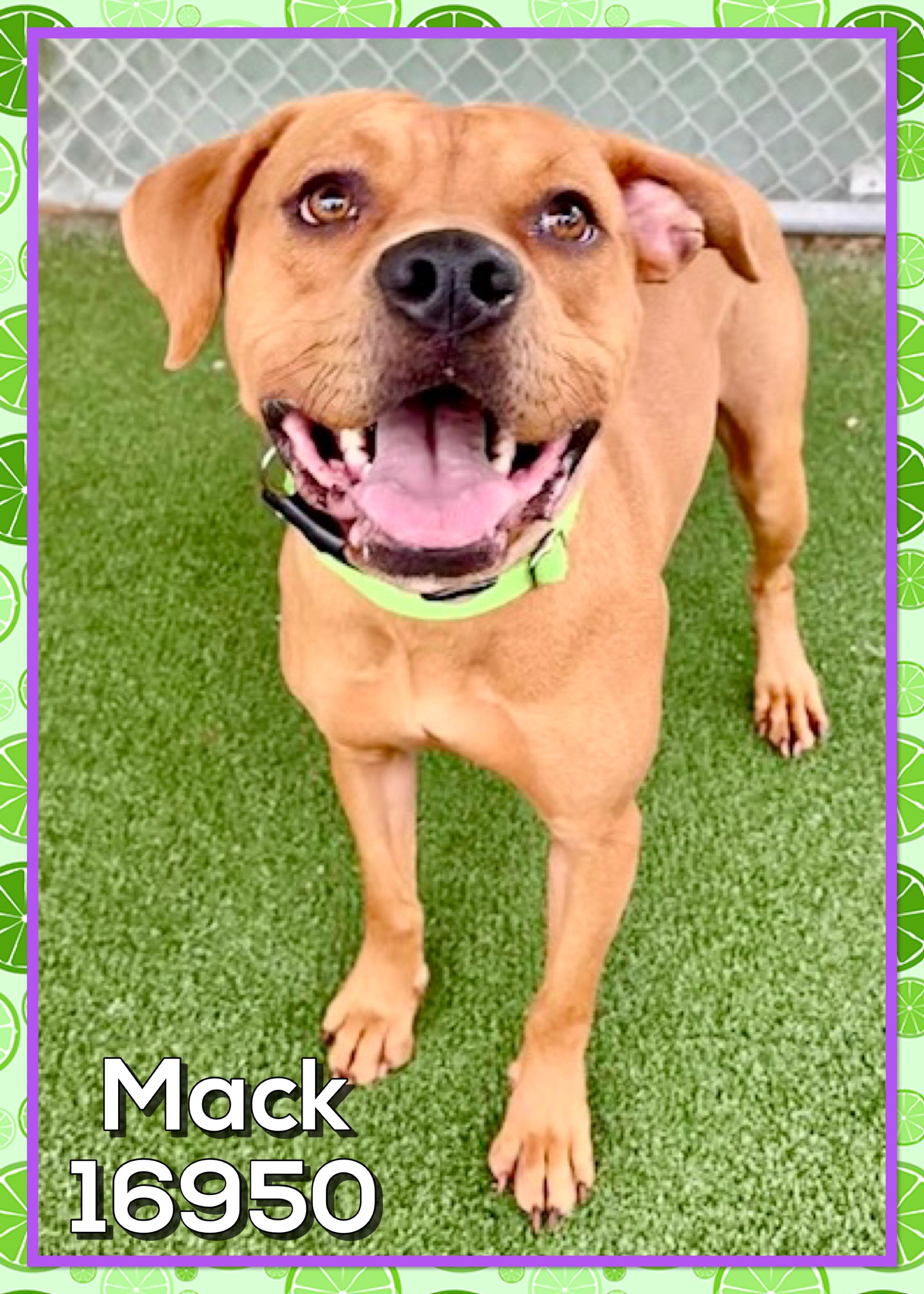 MACK, ADOPTABLE, Adult Male Black Mouth Cur & Pit Bull Terrier.