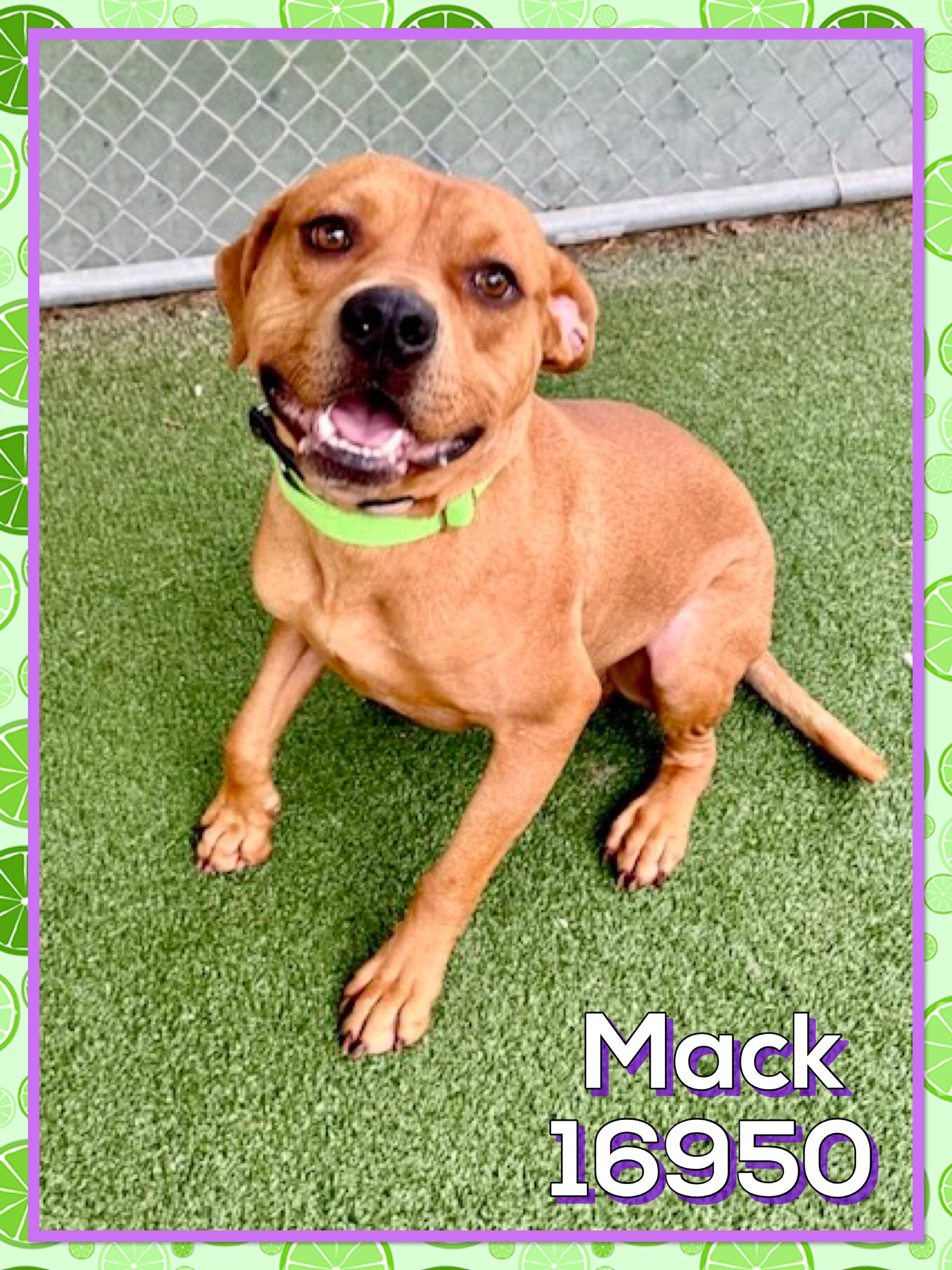Enlarge MACK, a ADOPTABLE mixed breed in Marietta, GA image 2/5