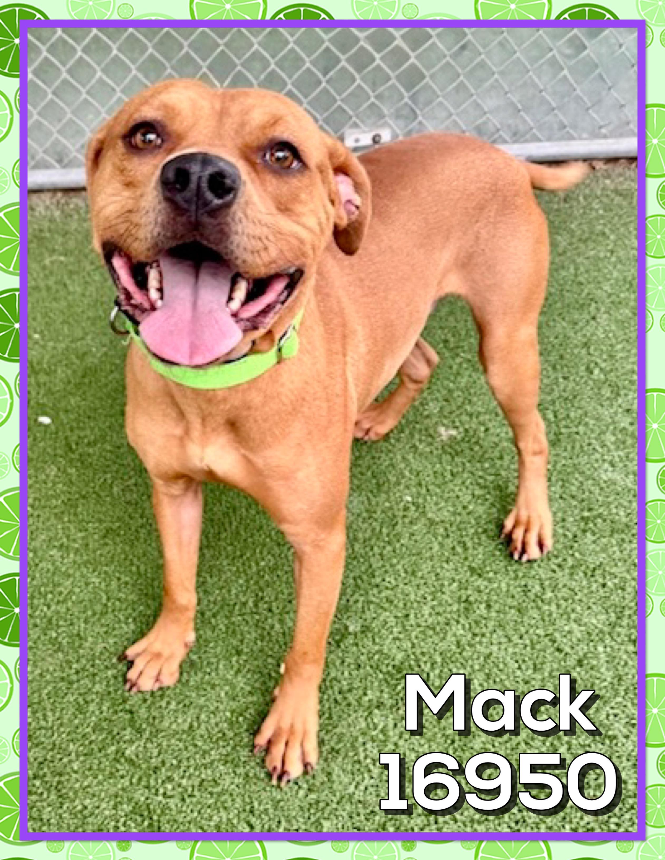 Enlarge MACK, a ADOPTABLE mixed breed in Marietta, GA image 4/5