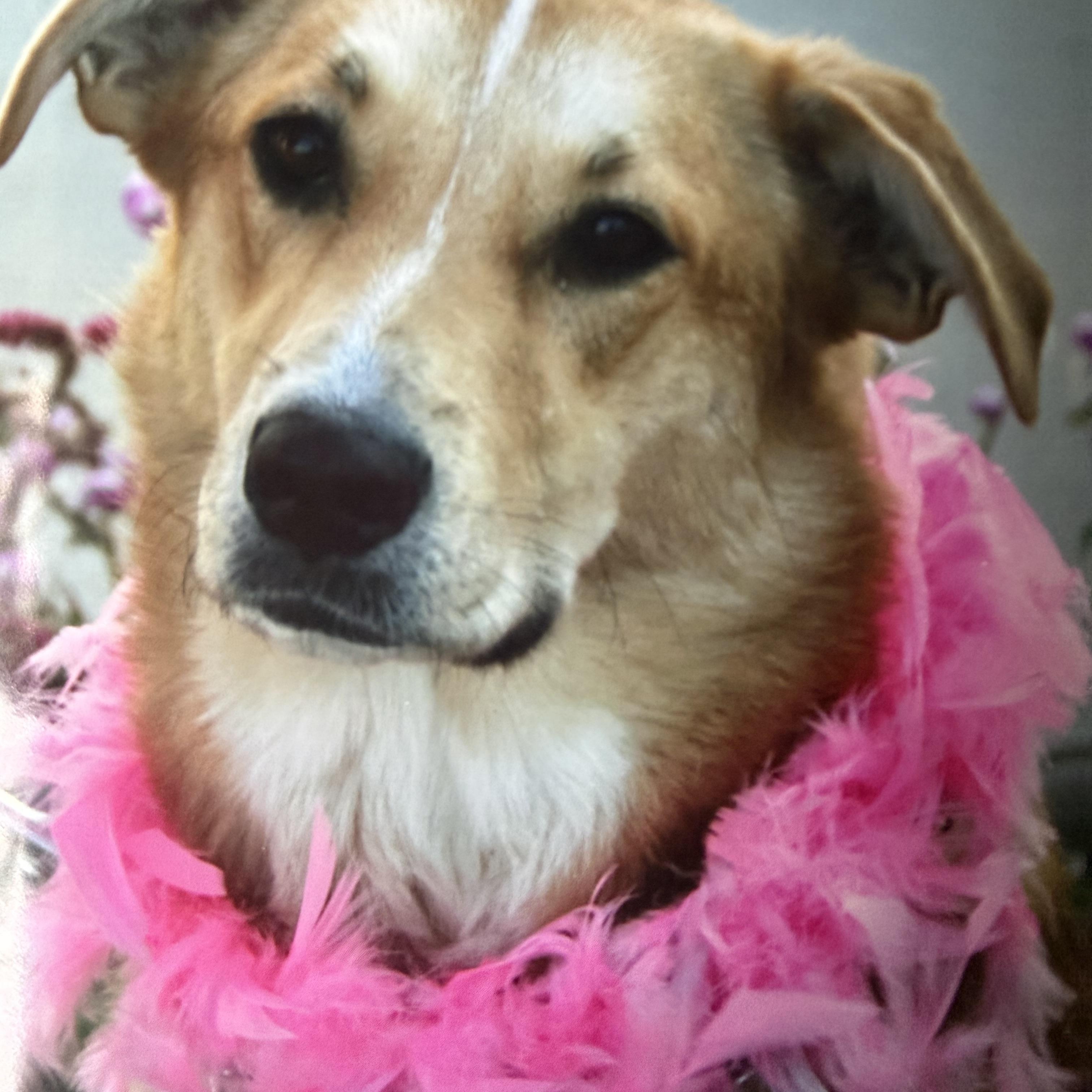 Enlarge Luna, a Adoptable mixed breed in Hutchinson, KS image 1/1