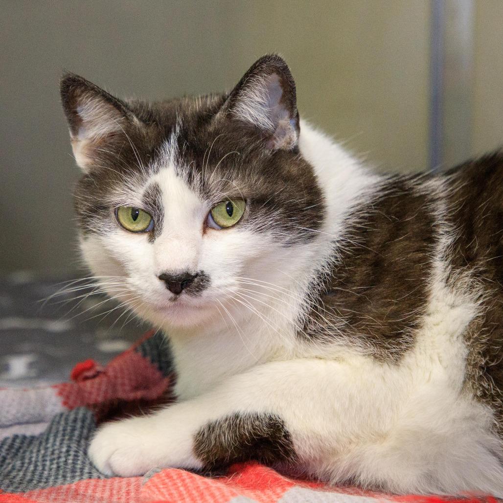 Pistachio, Adoptable, Senior Male Domestic Short Hair.