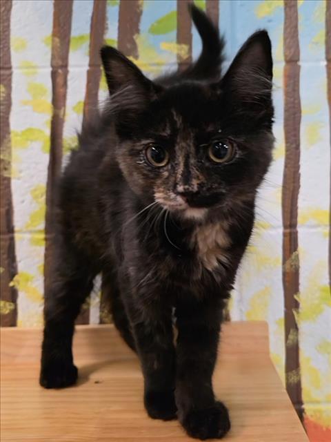 MOON, Adoptable, Kitten Female Domestic Short Hair.