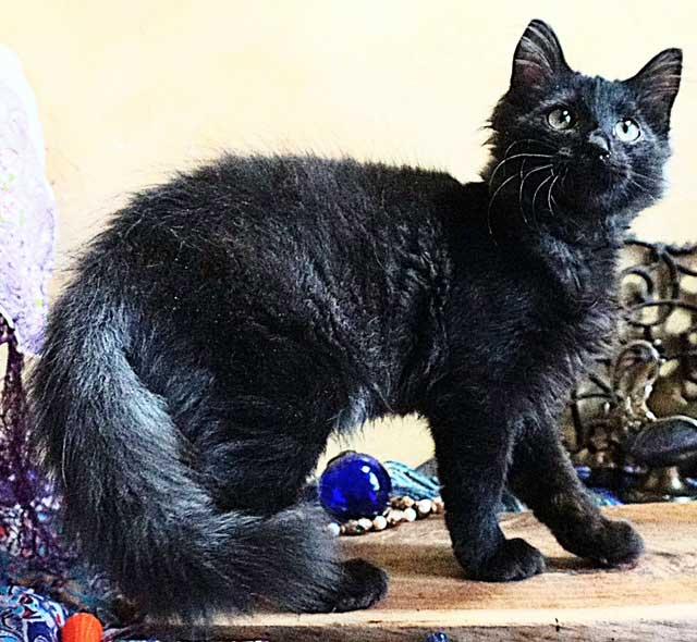 KITTEN JOURNEY, Adopted, Kitten Male Tabby.