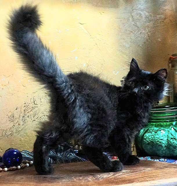 Enlarge KITTEN JOURNEY, a Adopted Tabby in Franklin, TN image 2/3