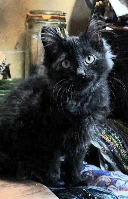 Enlarge KITTEN JOURNEY, a Adopted Tabby in Franklin, TN image 3/3