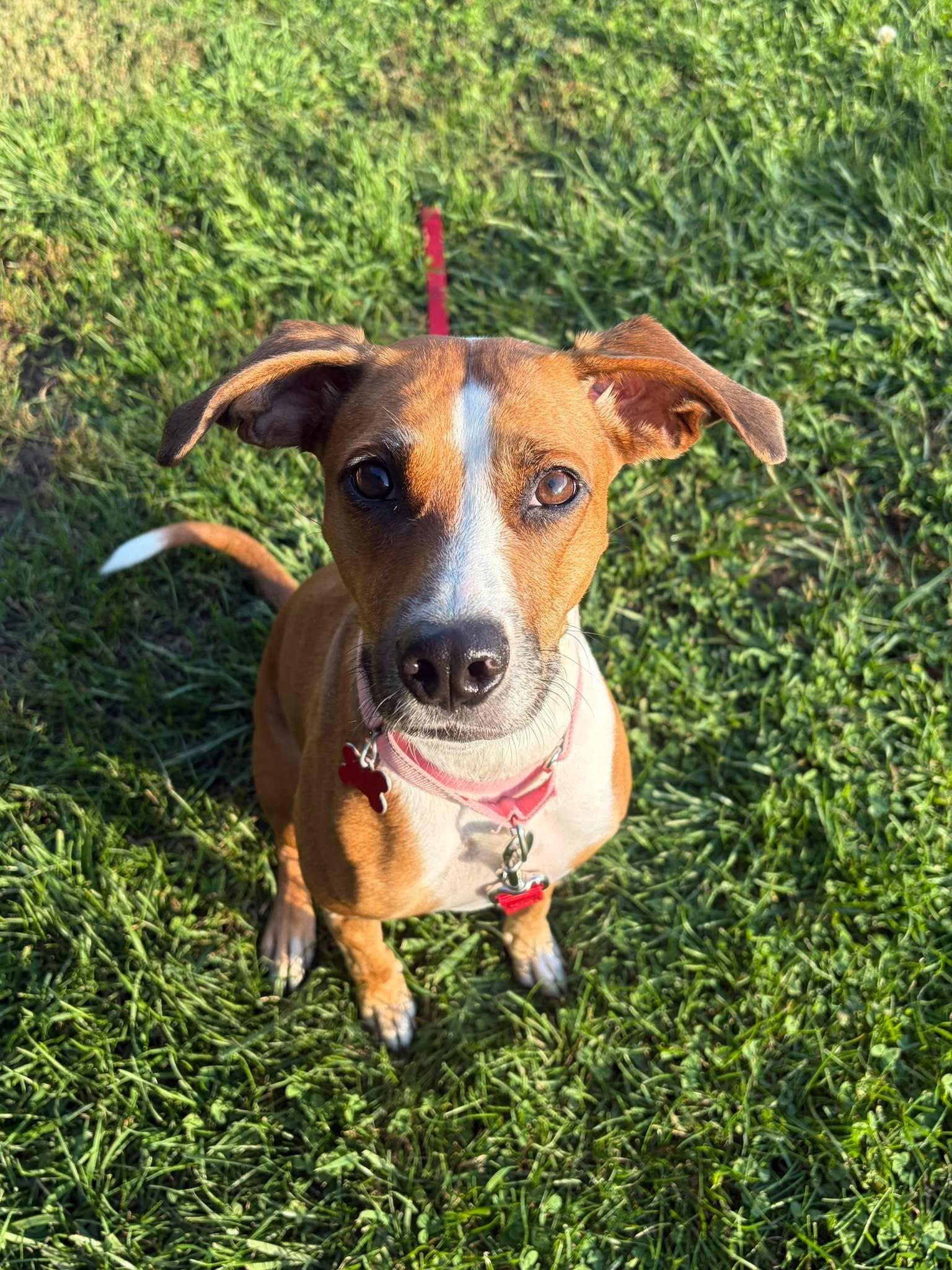 Enlarge Salsa, a Adoptable mixed breed in Valparaiso, IN image 2/3