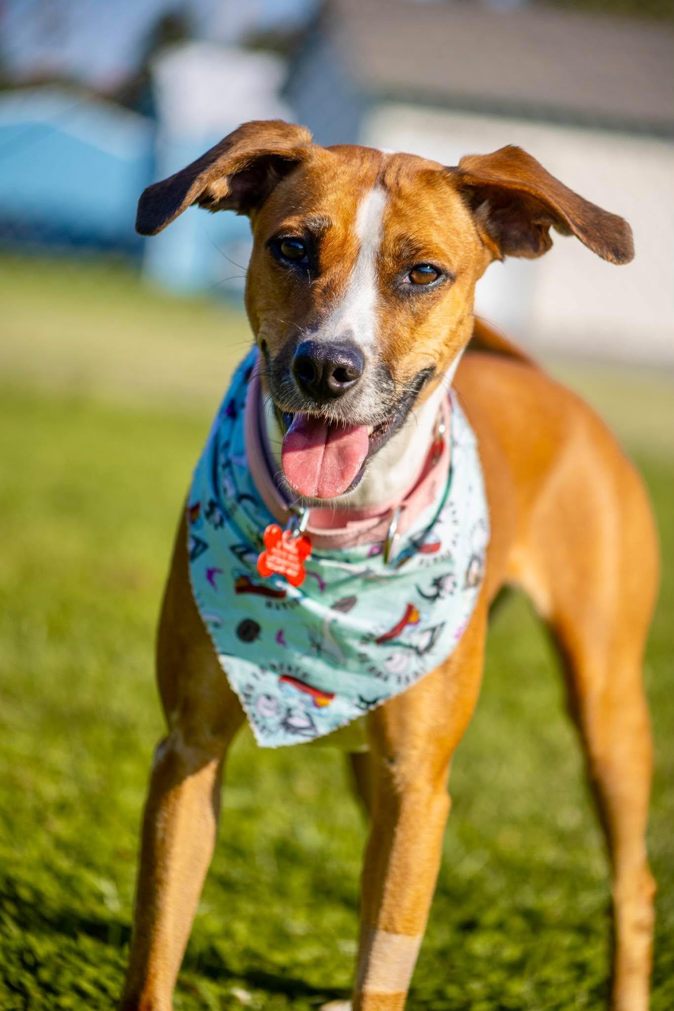 Enlarge Salsa, a Adoptable mixed breed in Valparaiso, IN image 3/3