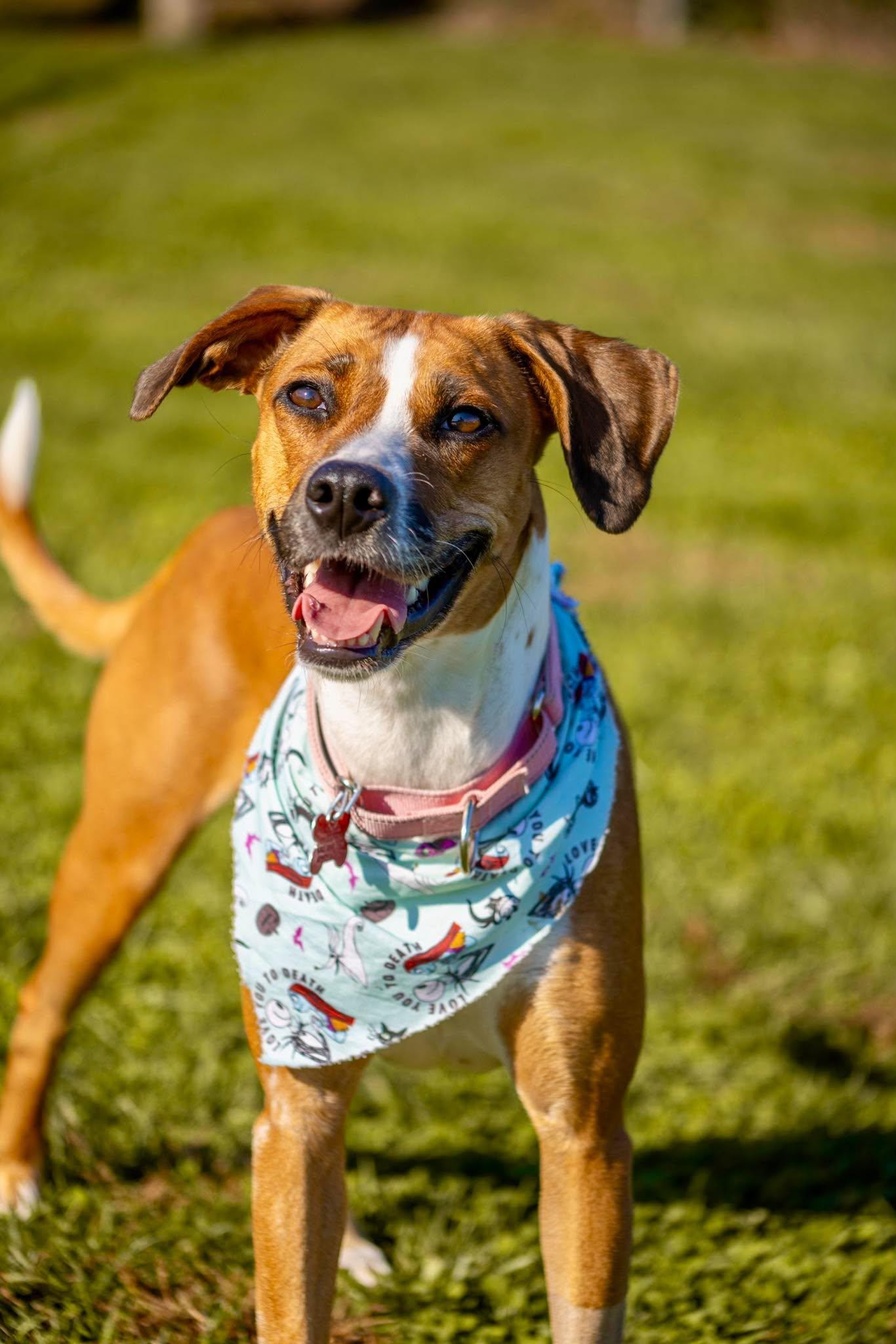 Salsa, Adoptable, Young Female Terrier.