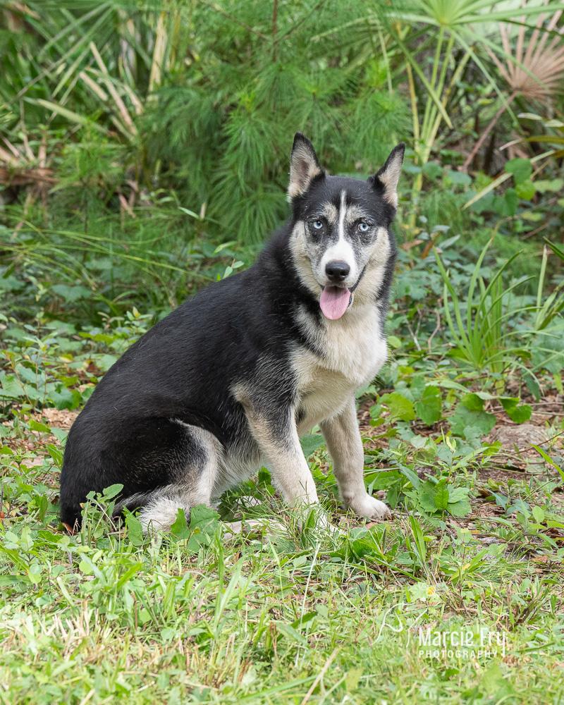 Enlarge Skye/willow, a ADOPTABLE mixed breed in Lake Helen, FL image 2/2