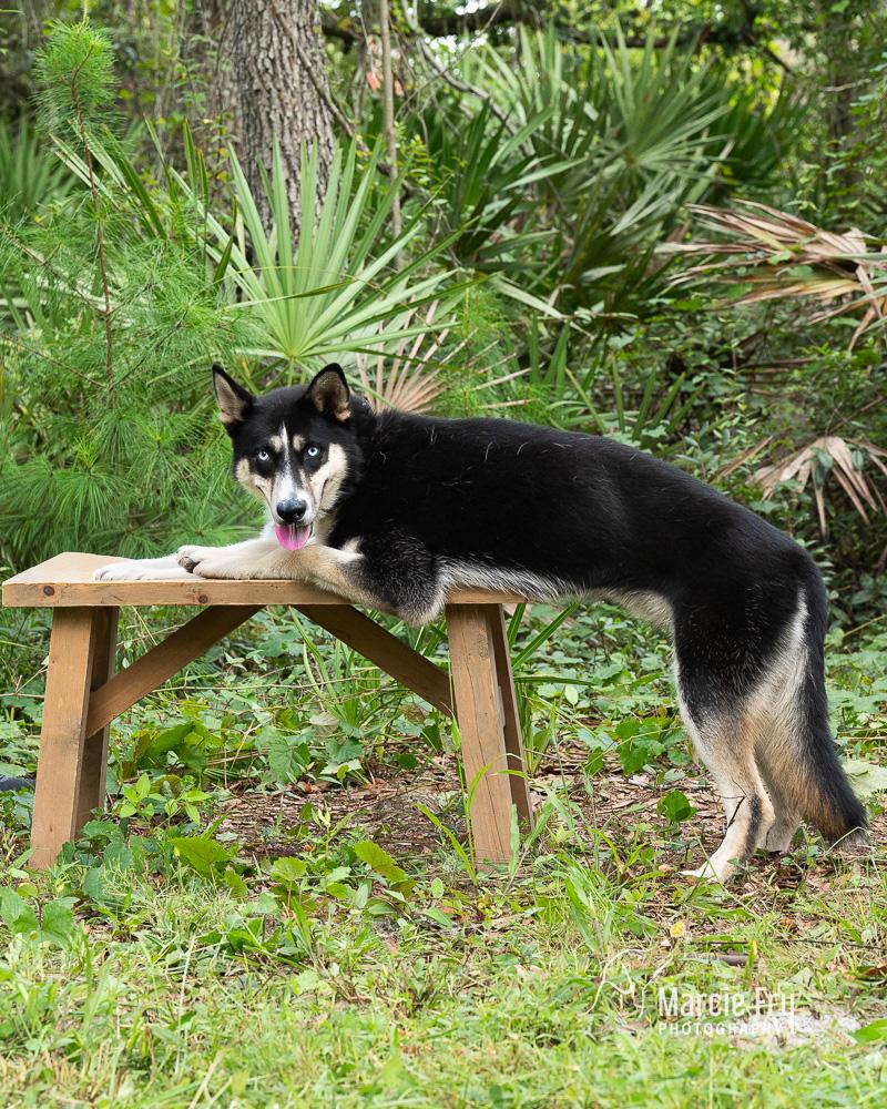 Skye/willow, ADOPTABLE, Adult Female German Shepherd Dog & Siberian Husky.