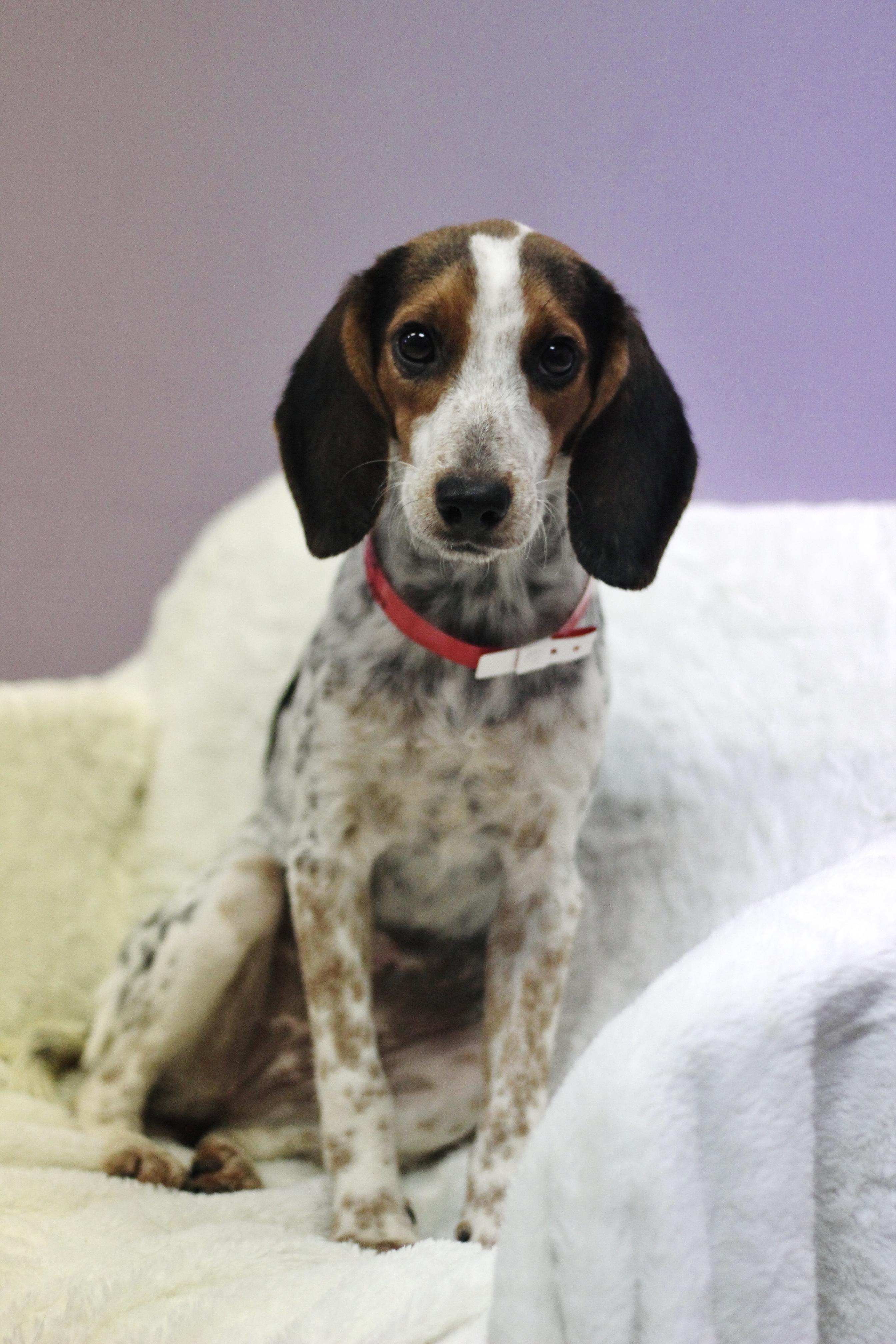 Enlarge Juke in NH. Come Meet our Adoptable Dogs Wednesday-Saturday. More info in Bio, a Adopted mixed breed in Manchester, NH image 1/2