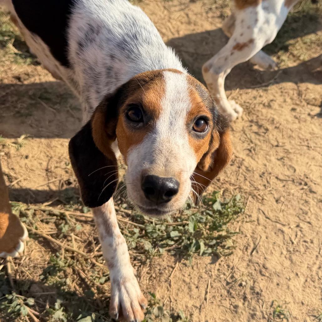 Enlarge Juke in NH. Come Meet our Adoptable Dogs Wednesday-Saturday. More info in Bio, a Adopted mixed breed in Manchester, NH image 2/2