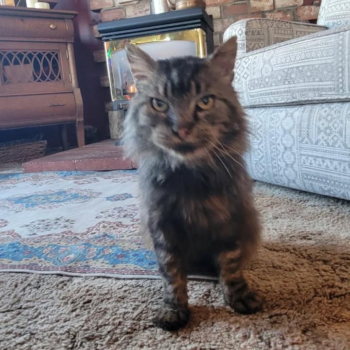 Gomez, a Adoptable Domestic Long Hair in Coos Bay, OR image 1/2