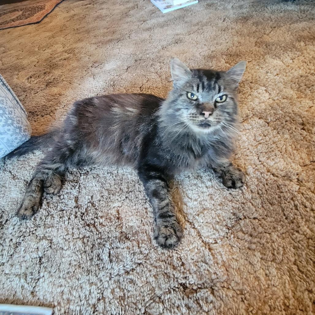 Gomez, a Adoptable Domestic Long Hair in Coos Bay, OR image 2/2