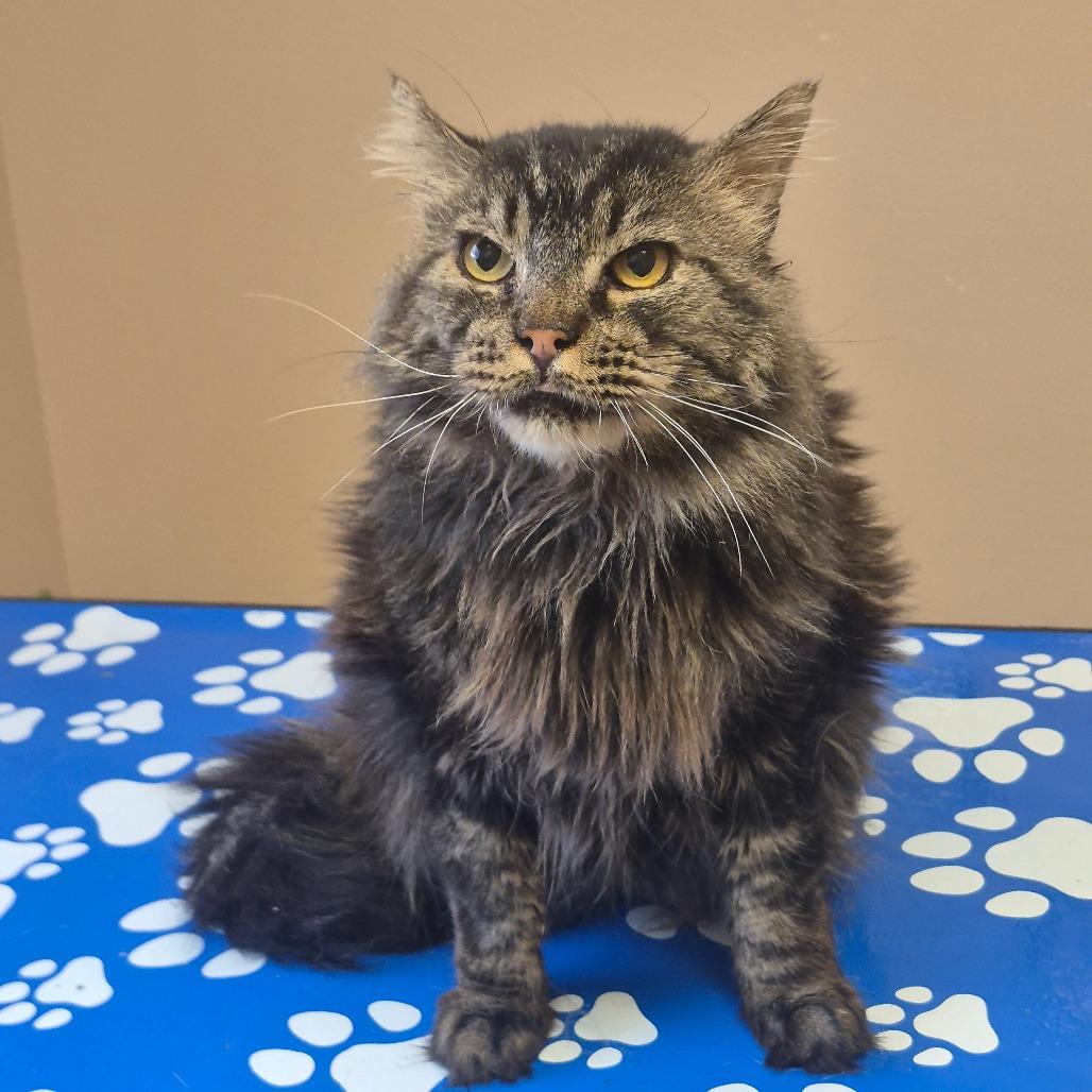 Gomez, a Adoptable Domestic Long Hair in Coos Bay, OR image 3/5