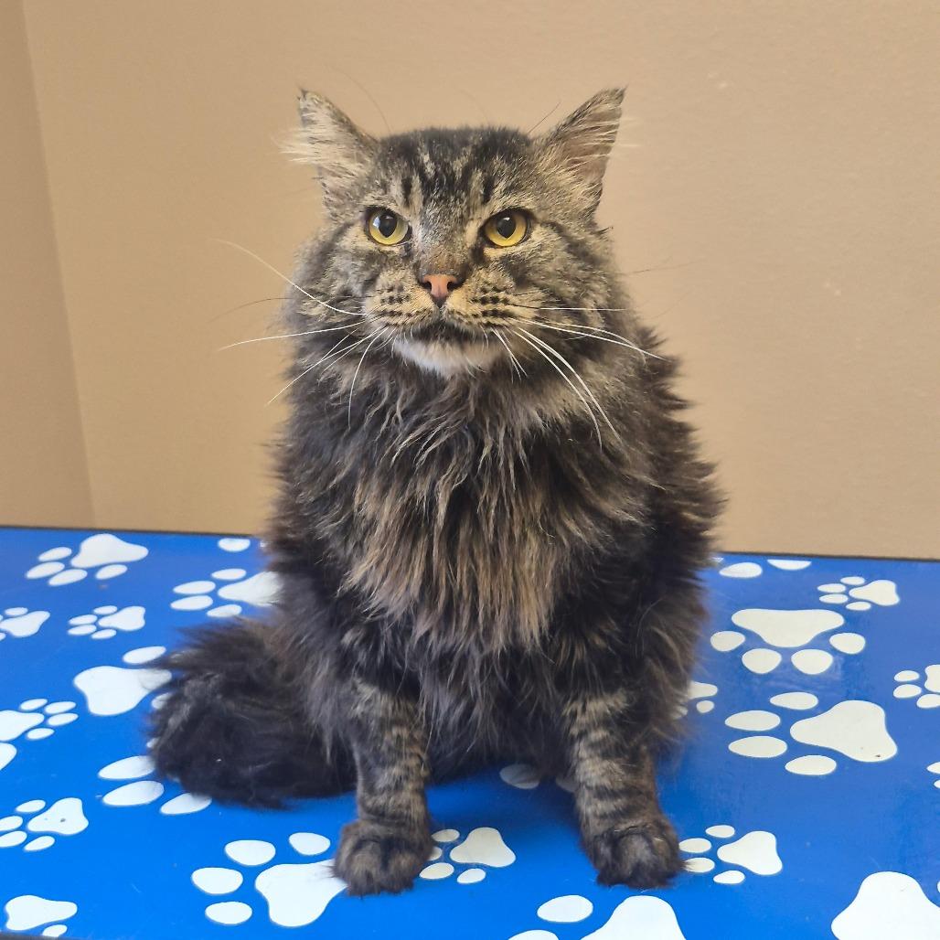 Gomez, a Adoptable Domestic Long Hair in Coos Bay, OR image 4/5