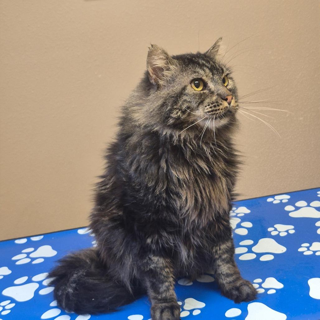 Gomez, a Adoptable Domestic Long Hair in Coos Bay, OR image 5/5