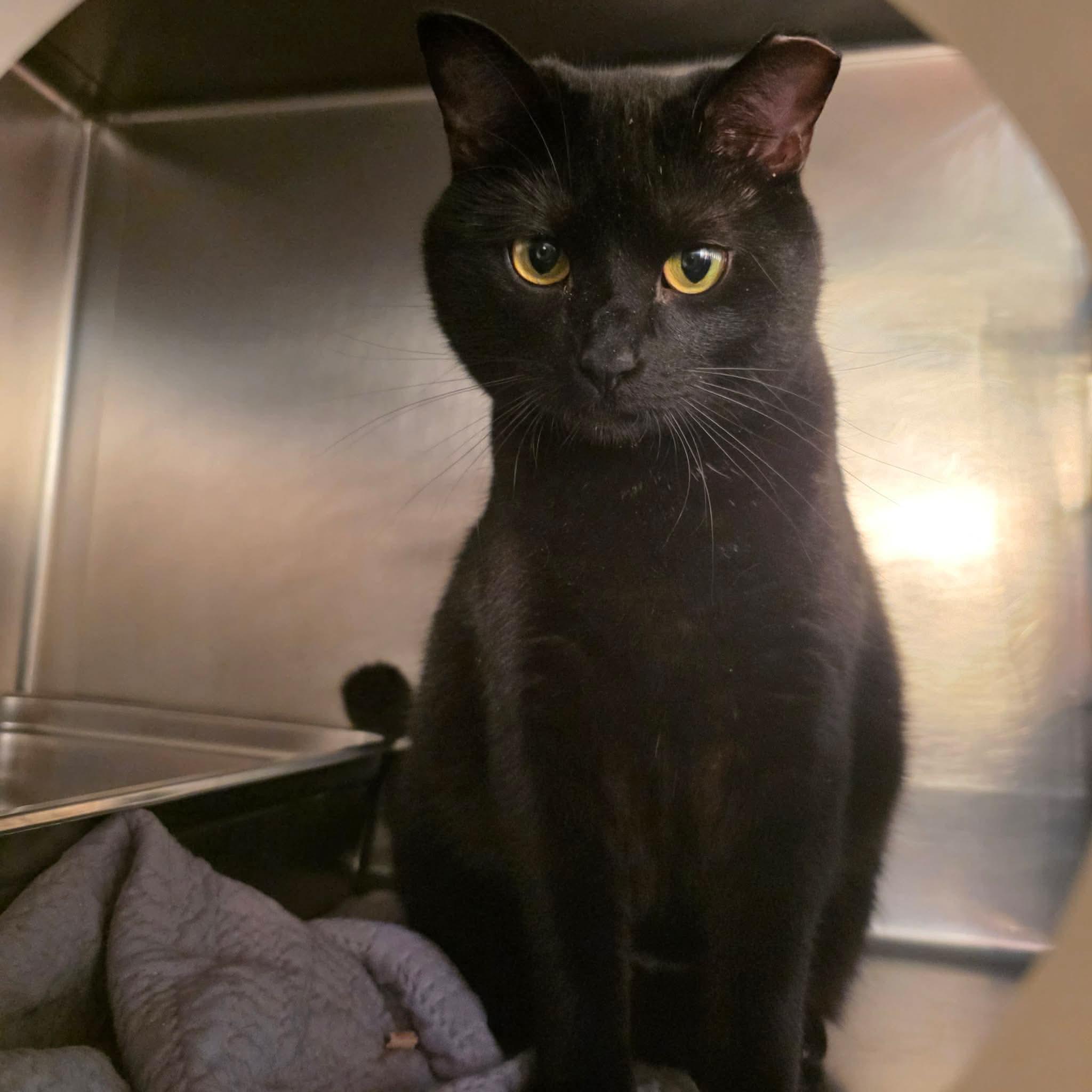 Mother Mayhem, ADOPTABLE, Adult Female Domestic Short Hair.