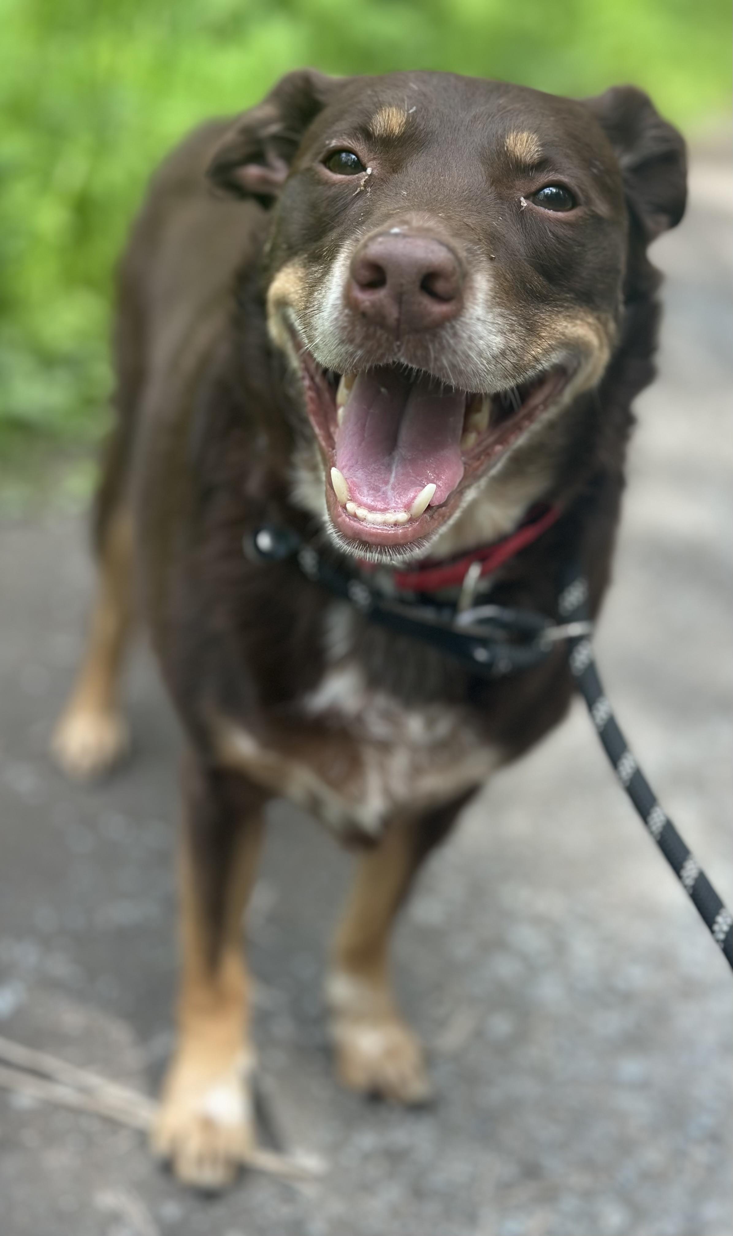 Spud, an adoptable Australian Shepherd in Silvana, WA, 98287 | Photo Image 2