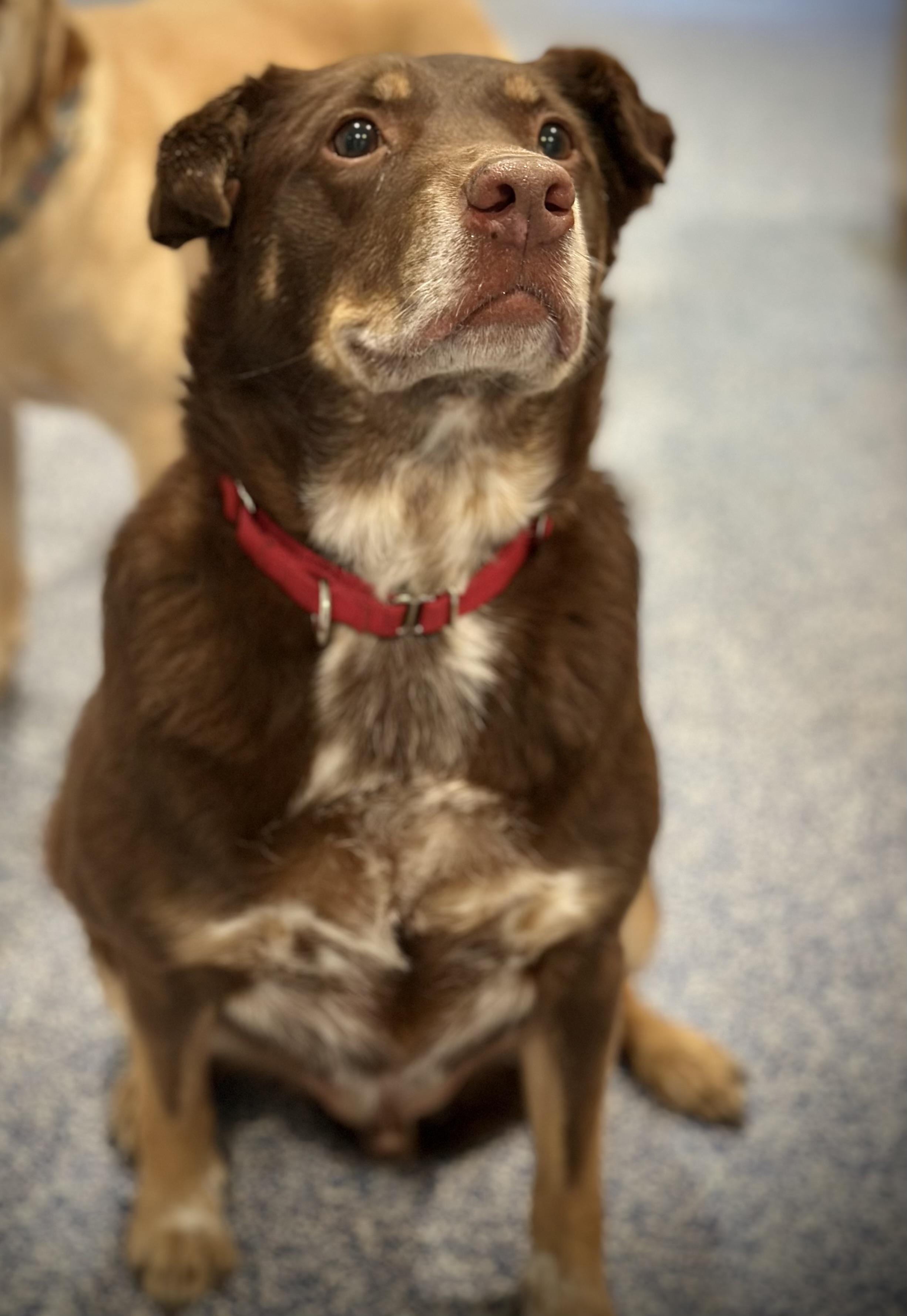 Spud, an adoptable Australian Shepherd in Silvana, WA, 98287 | Photo Image 1