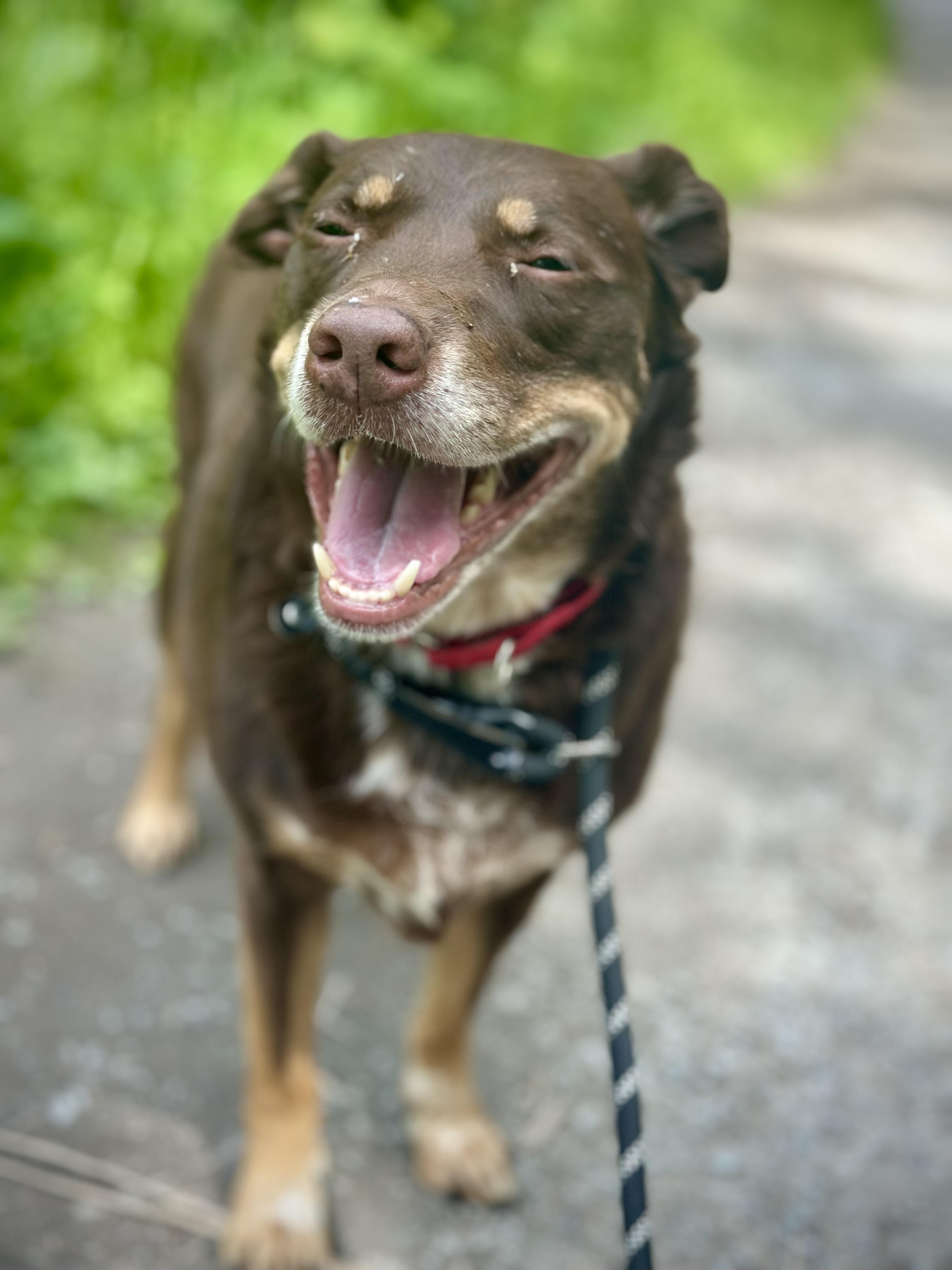 Spud, an adoptable Australian Shepherd in Silvana, WA, 98287 | Photo Image 3
