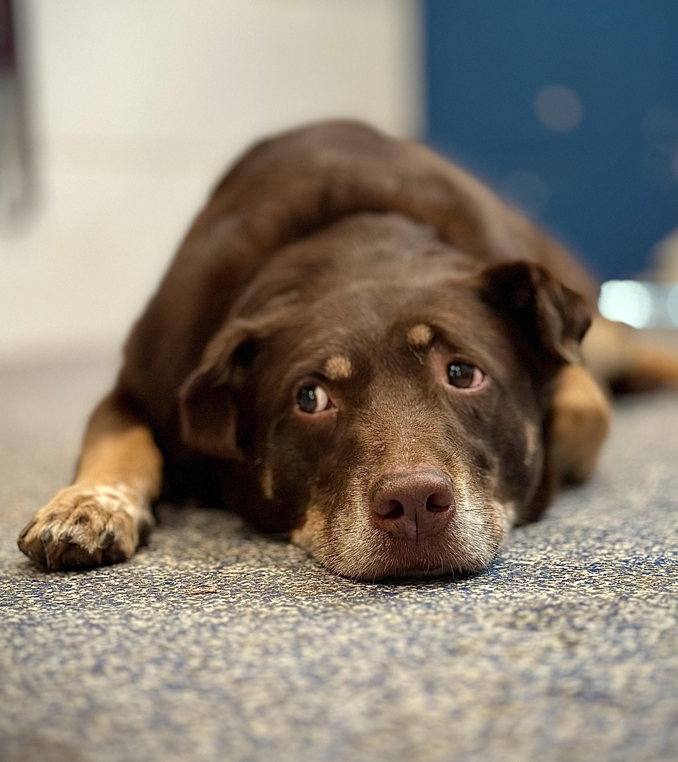Spud, an adoptable Australian Shepherd in Silvana, WA, 98287 | Photo Image 4