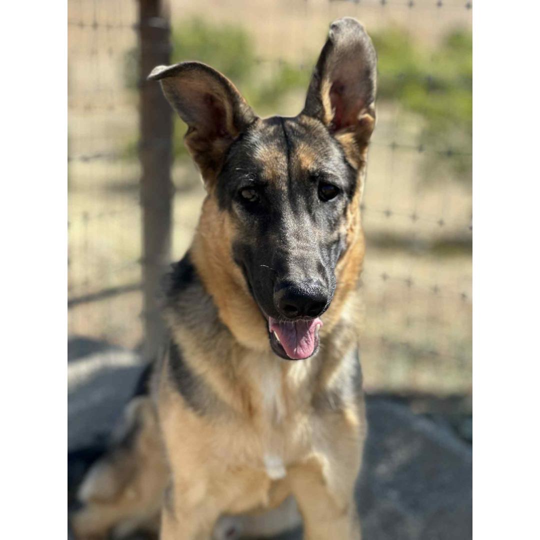 Enlarge MAX, a Adoptable German Shepherd Dog in Morgan Hill, CA image 1/6