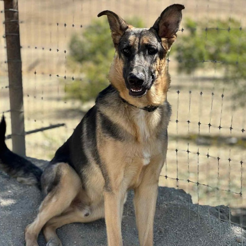 Enlarge MAX, a Adoptable German Shepherd Dog in Morgan Hill, CA image 6/6