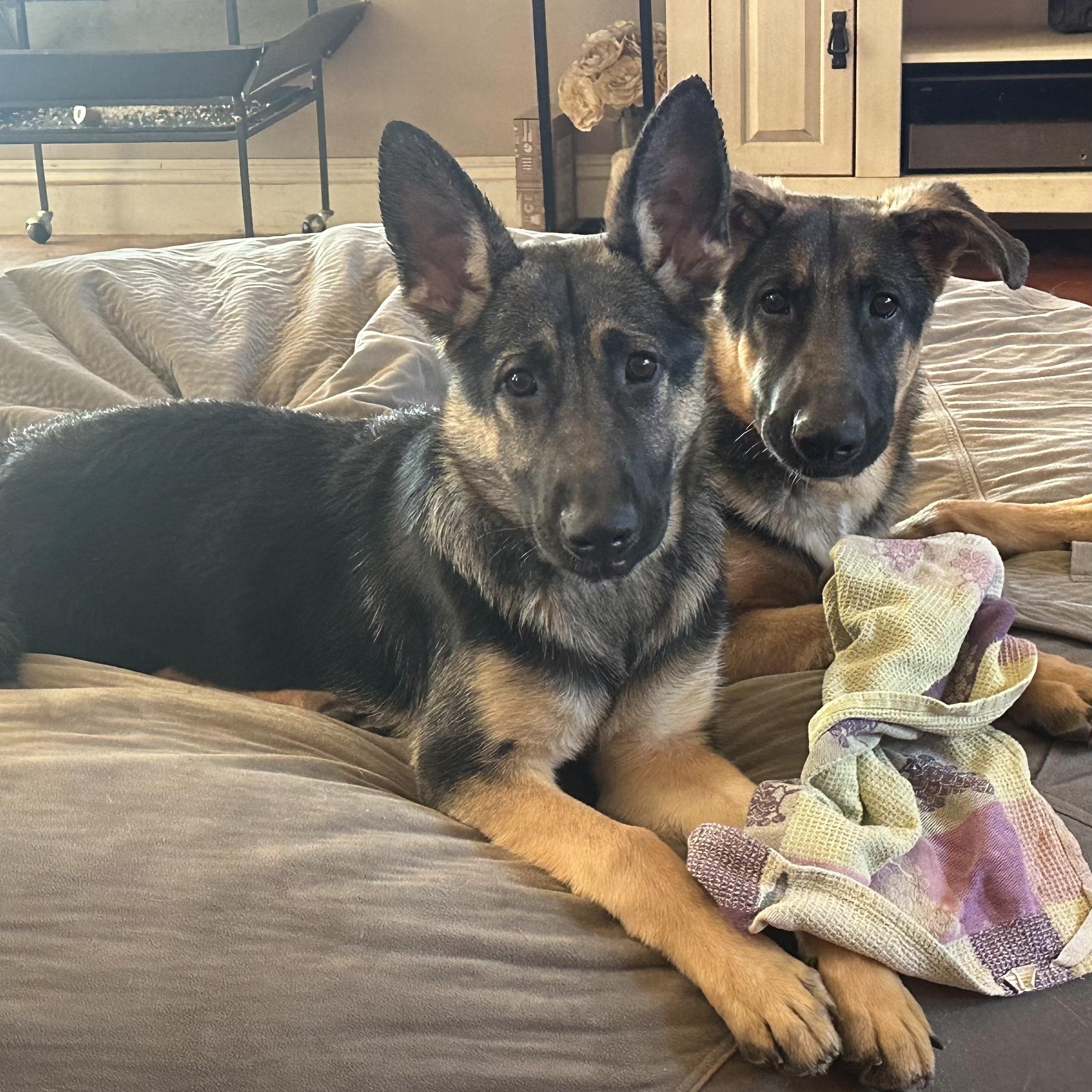 Enlarge MAX, a Adoptable German Shepherd Dog in Morgan Hill, CA image 2/6