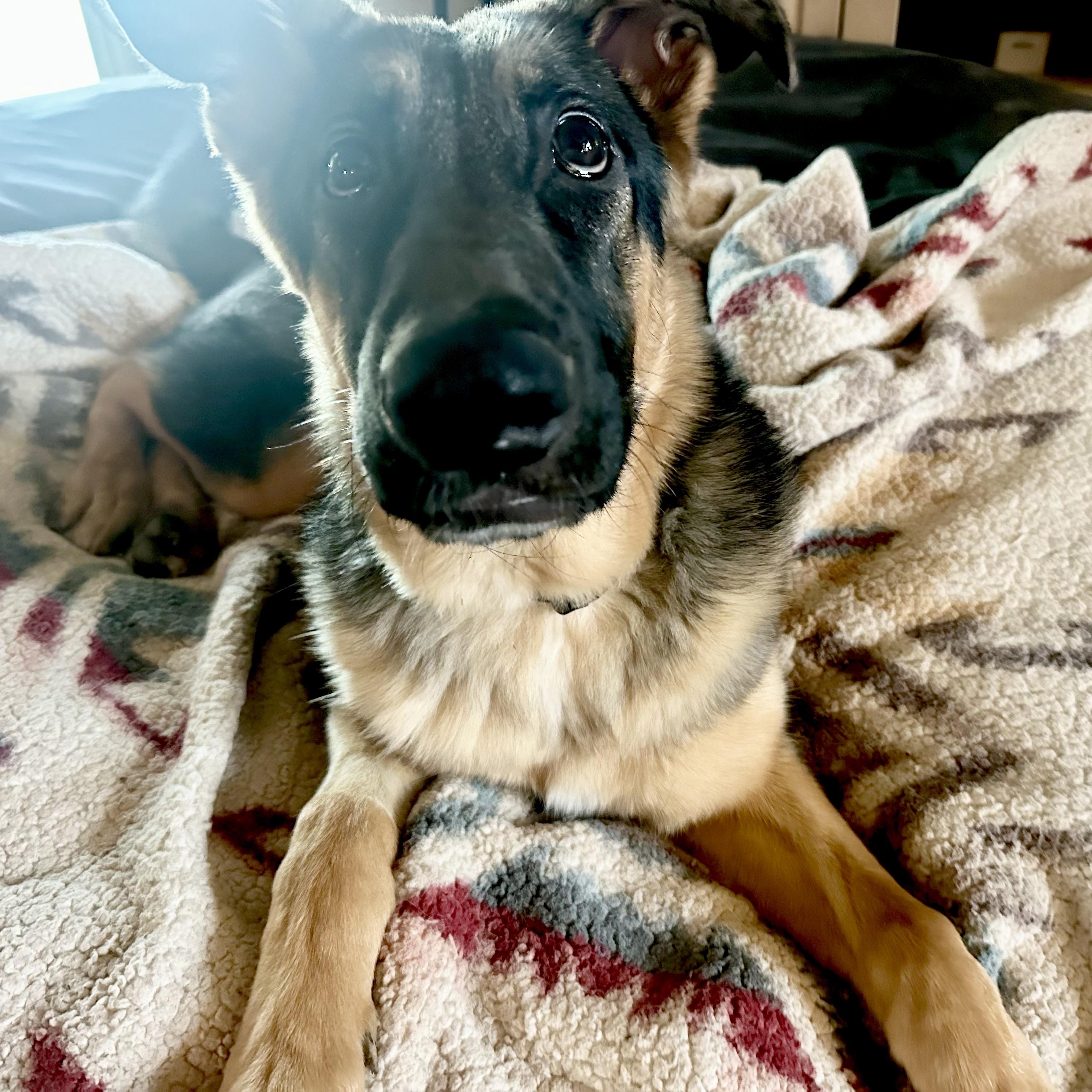 Enlarge MAX, a Adoptable German Shepherd Dog in Morgan Hill, CA image 3/6