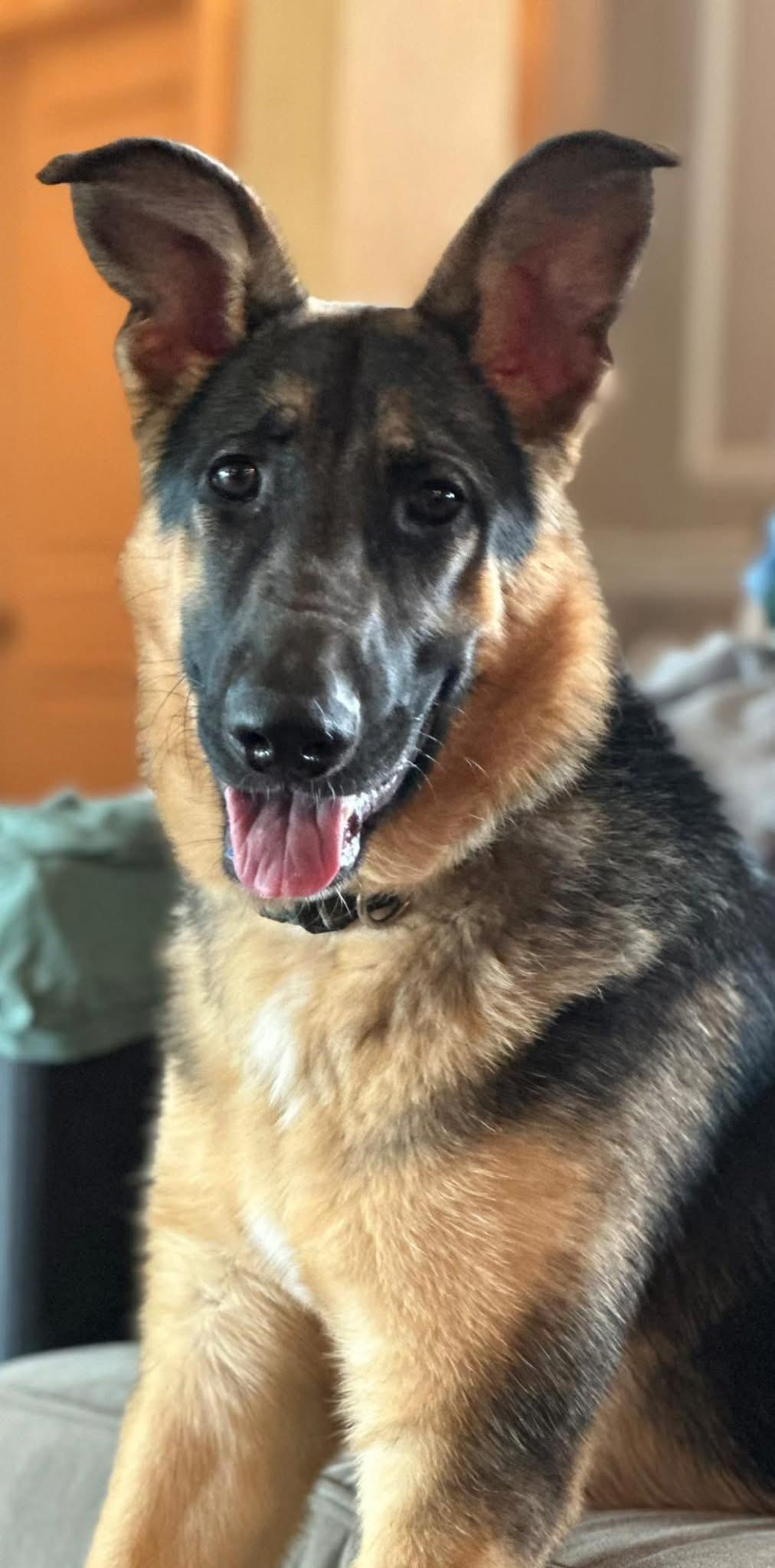 Enlarge MAX, a Adoptable German Shepherd Dog in Morgan Hill, CA image 4/6