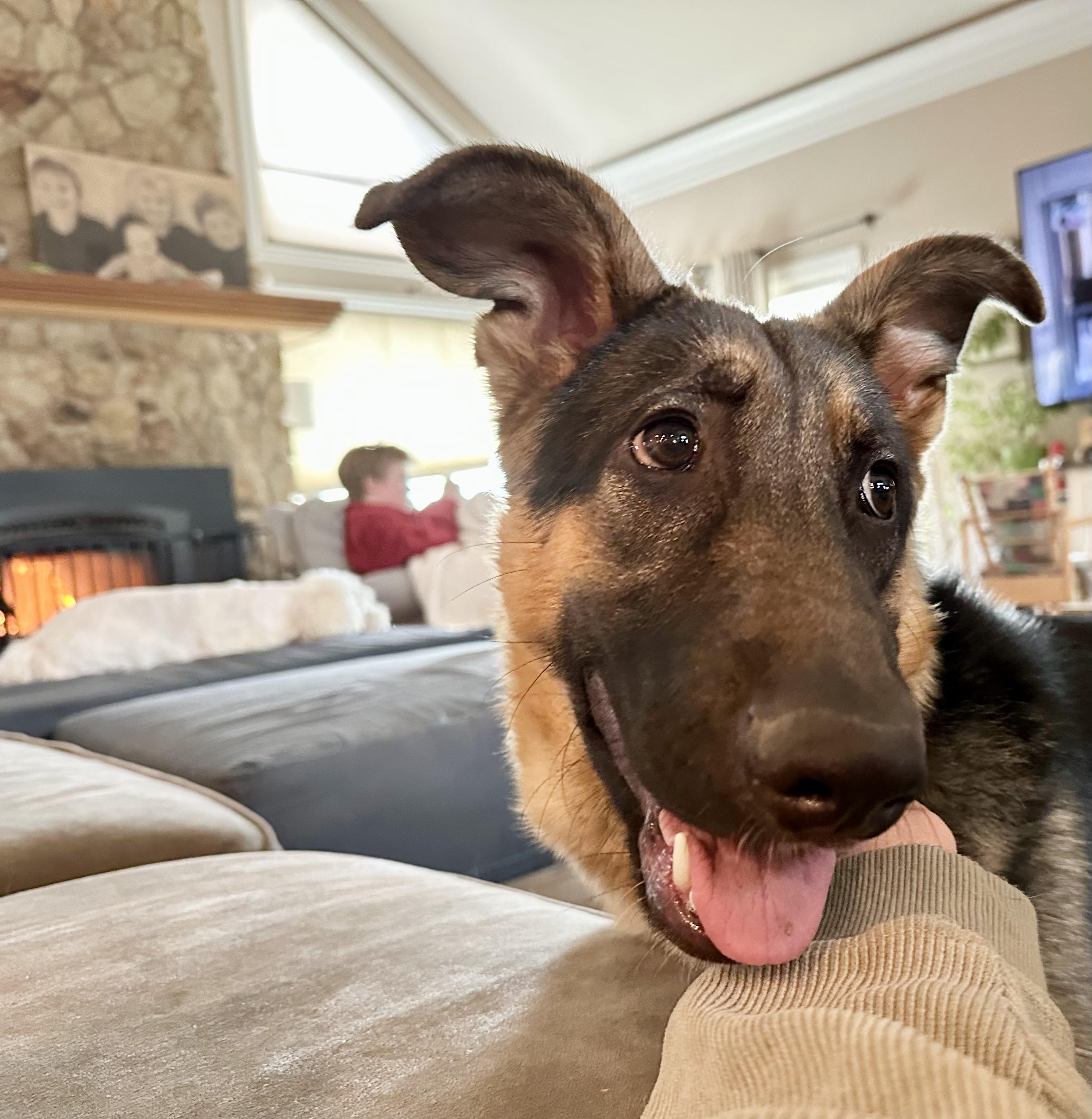 Enlarge MAX, a Adoptable German Shepherd Dog in Morgan Hill, CA image 5/6