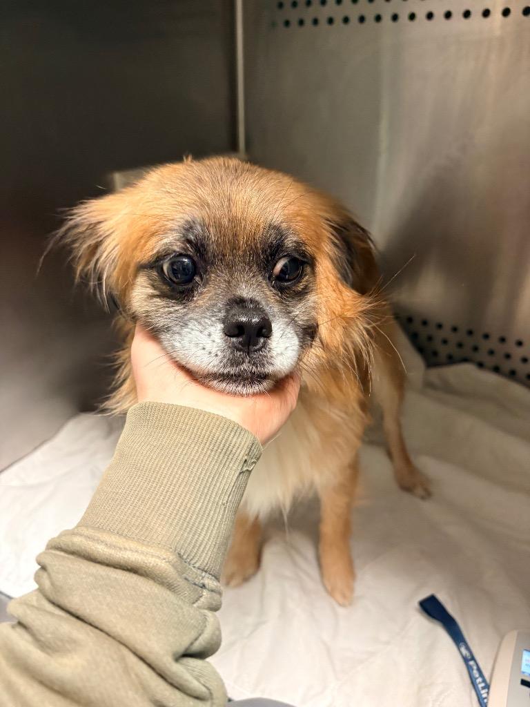 Honey, Adoptable, Adult Female Pekingese.