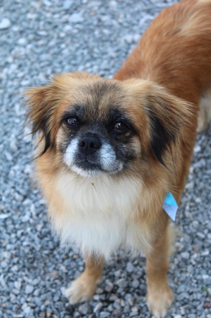 Enlarge Honey, a Adoptable Pekingese in Morgantown, KY image 2/2