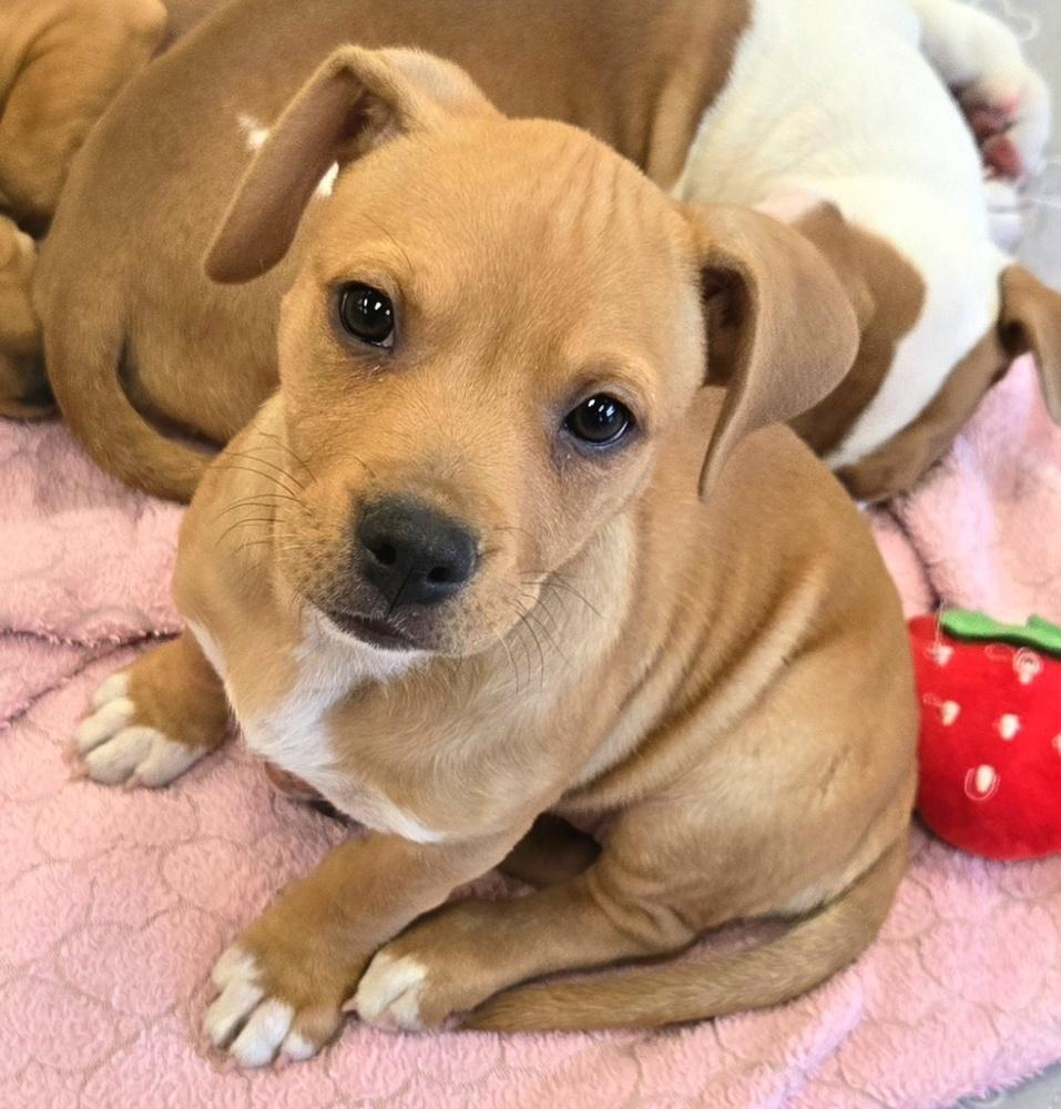 Enlarge Rosie, a Adoptable mixed breed in Bend, OR image 2/3