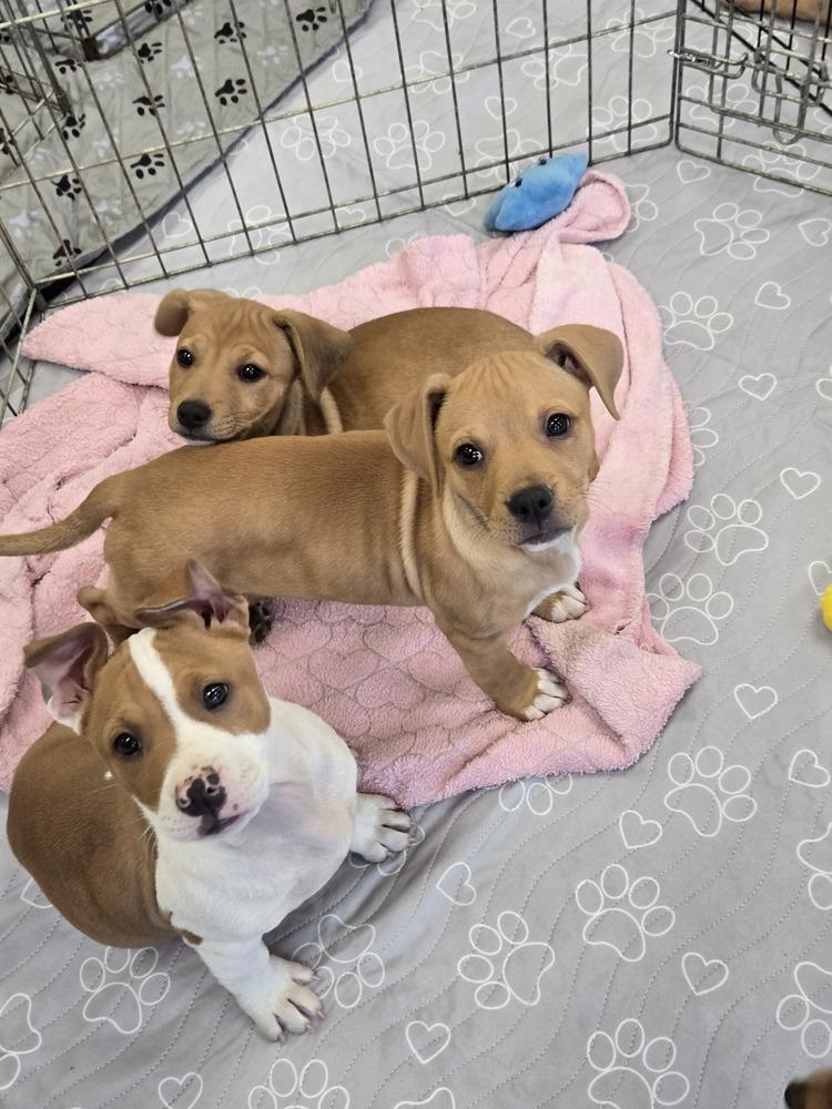 Enlarge Rosie, a Adoptable mixed breed in Bend, OR image 3/3