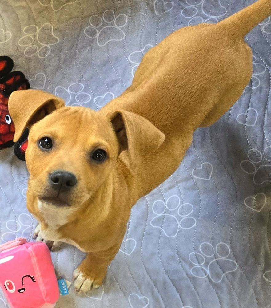 Enlarge Rosie, a Adopted mixed breed in Bend, OR image 4/4