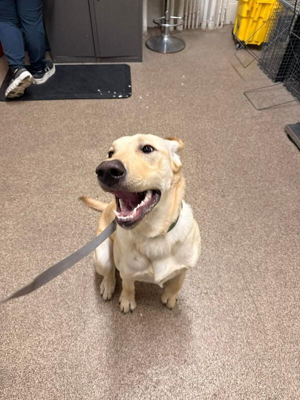 Gunner — thumbnail 2