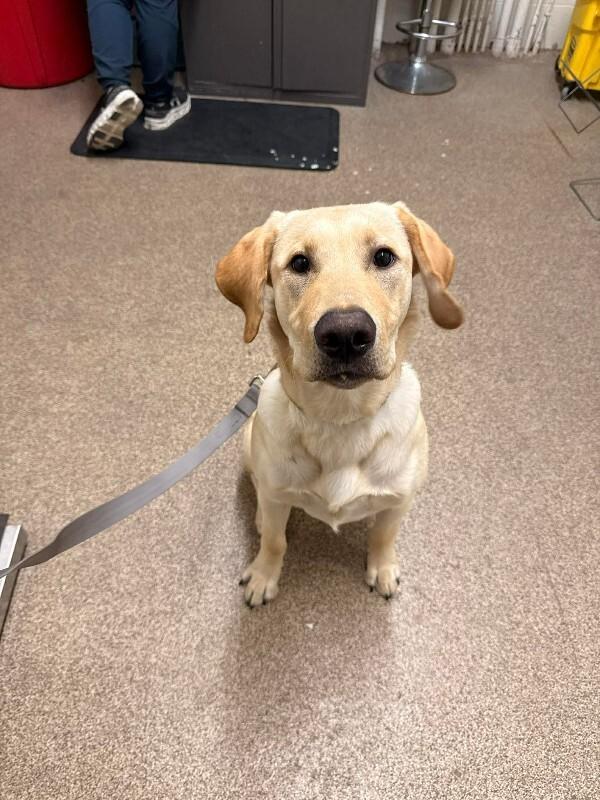 Gunner — thumbnail 3