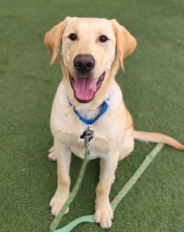 Gunner — thumbnail 5