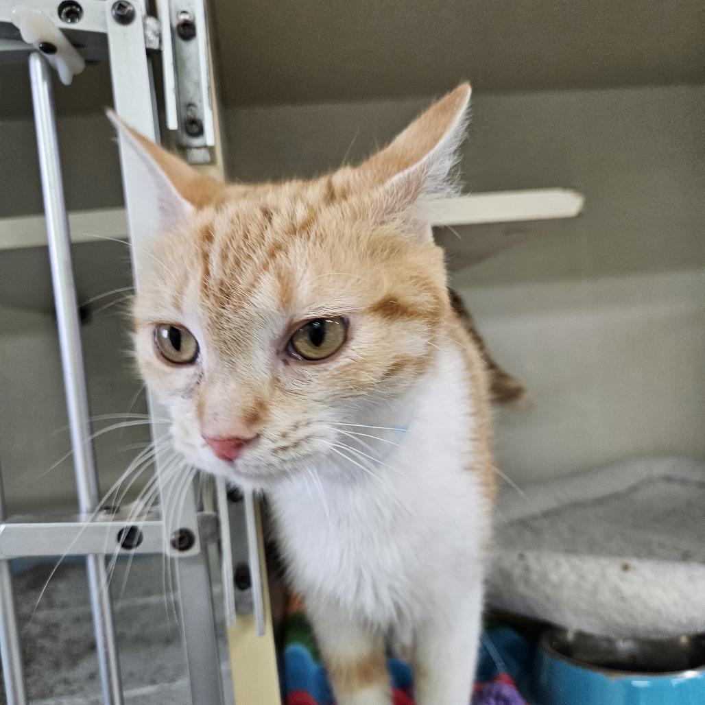 Starfire, Adoptable, Adult Female Domestic Short Hair.