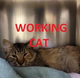Working Cats, a Adoptable Domestic Medium Hair in Roseburg, OR image 1/2