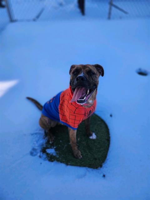 MARVEL, Adoptable, Young Male Boxer & Mixed Breed.