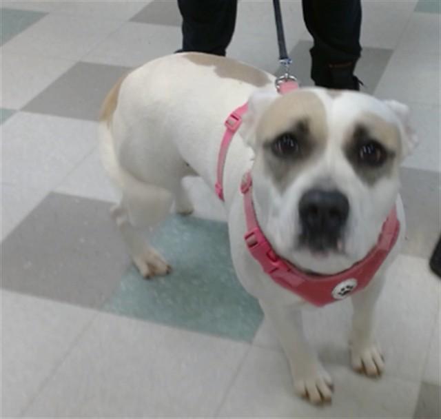 STELLAH, Adoptable, Adult Female Pit Bull Terrier & Mixed Breed.