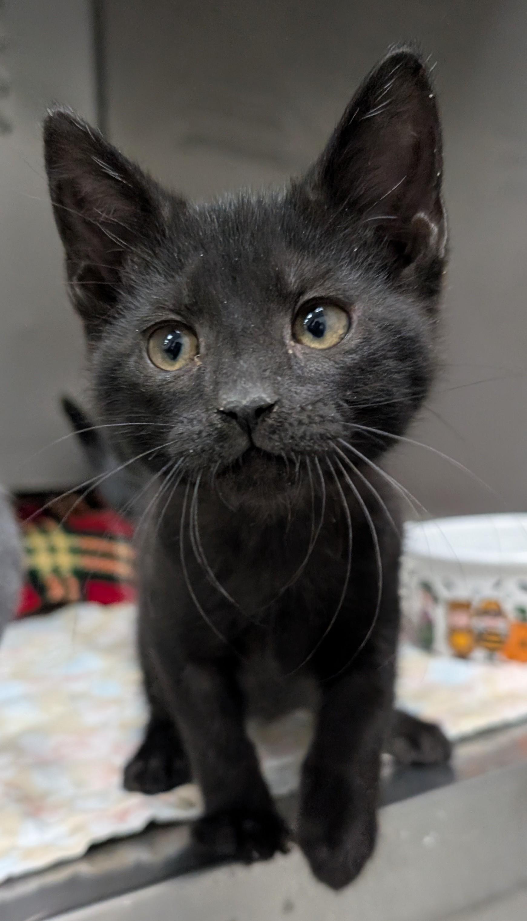 Enlarge Bravo, a ADOPTABLE Domestic Short Hair in New Ulm, MN image 1/1