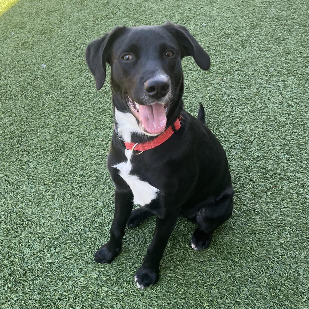 Enlarge Spud, a Adoptable Black Labrador Retriever in Belleville, IL image 1/6