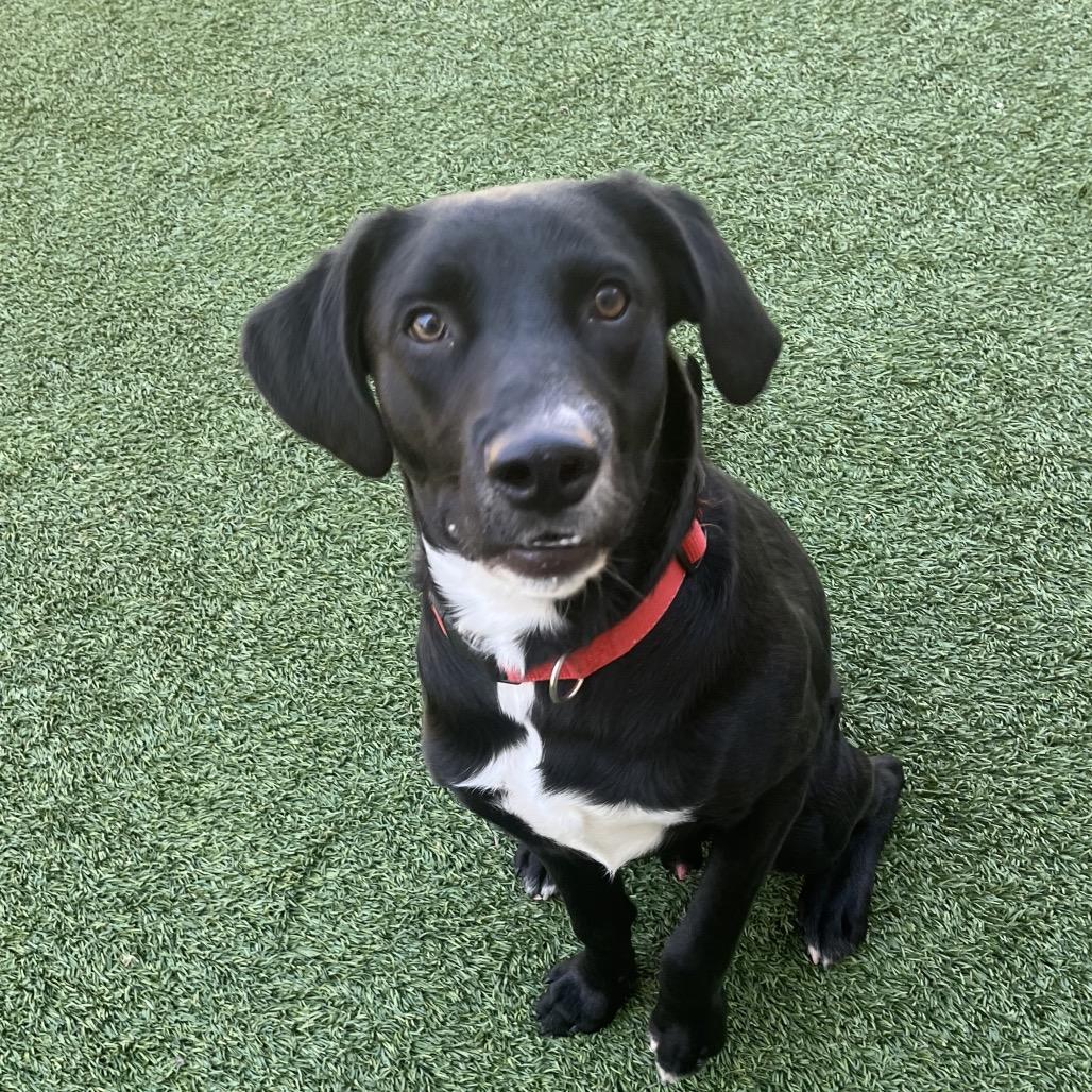 Enlarge Spud, a Adoptable Black Labrador Retriever in Belleville, IL image 2/6